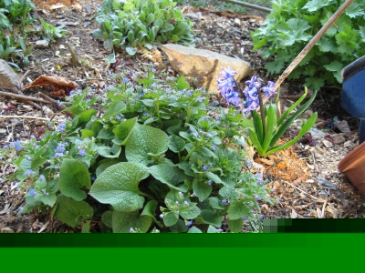 Blumen02.jpg